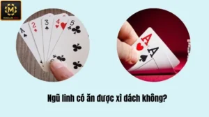 ngũ linh có ăn được xì dách không